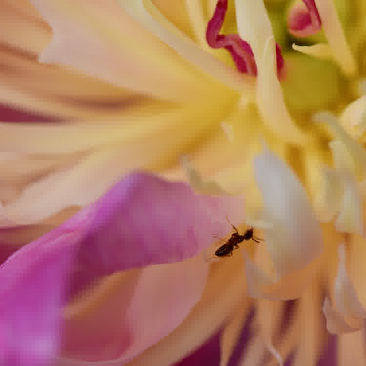 Close-up of an ant crawling within an open peony bloom.