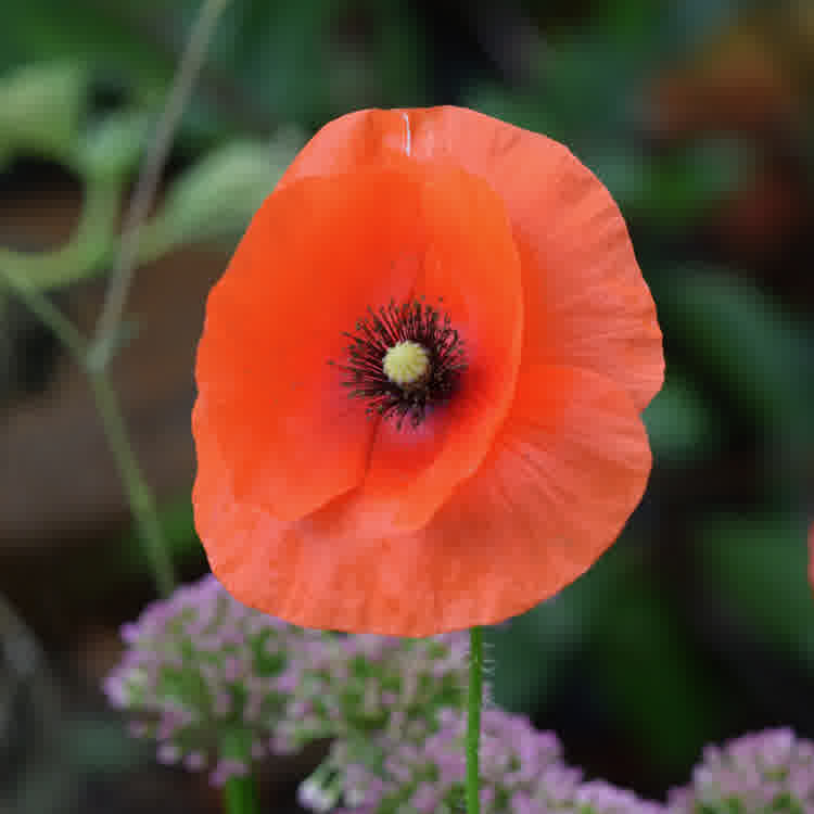 Close-up of a common poppy flower in bloom with vibrant red petals and a black center.