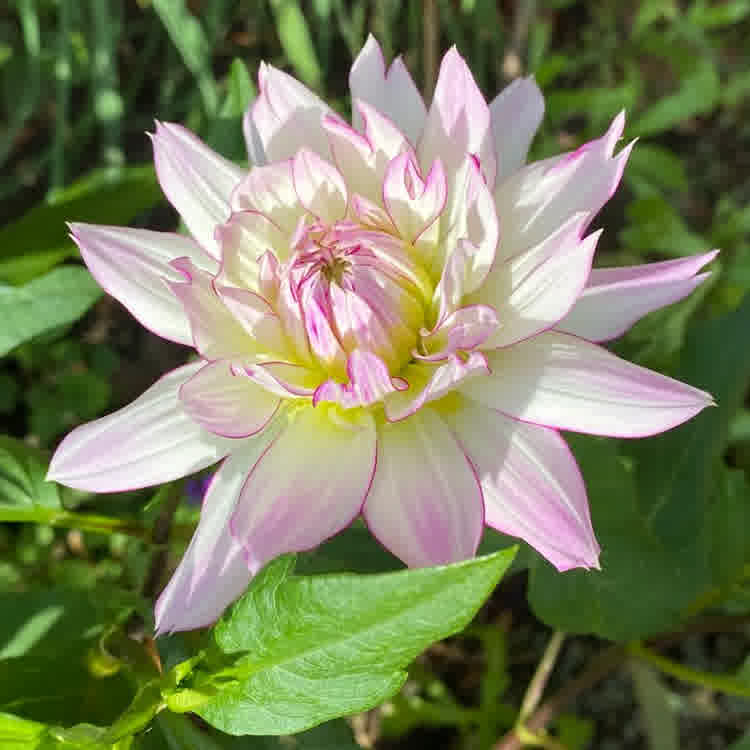 A bicoloured white and pink dahlia