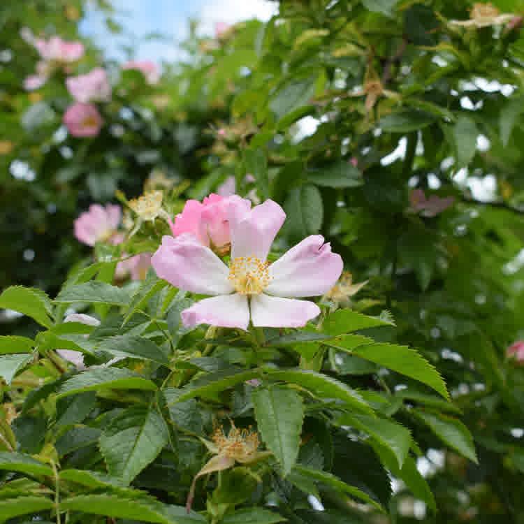 Light pink dog rose