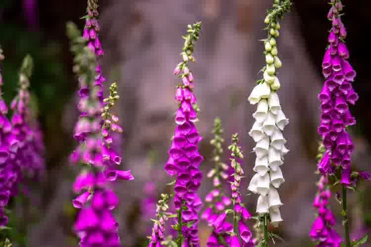 Pink and white foxgloves.