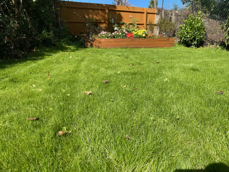New lawn thickened out