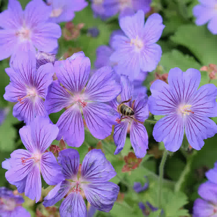 Purple hardy geraniums