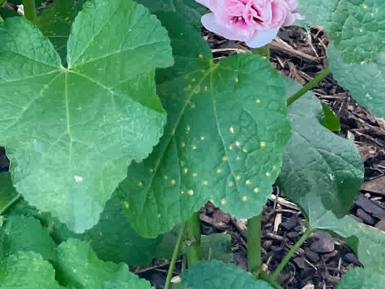 Hollyhock rust showing on leave