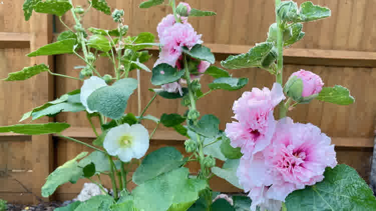 Pink double-flowered and white single-flowered hollyhock plants in flower.