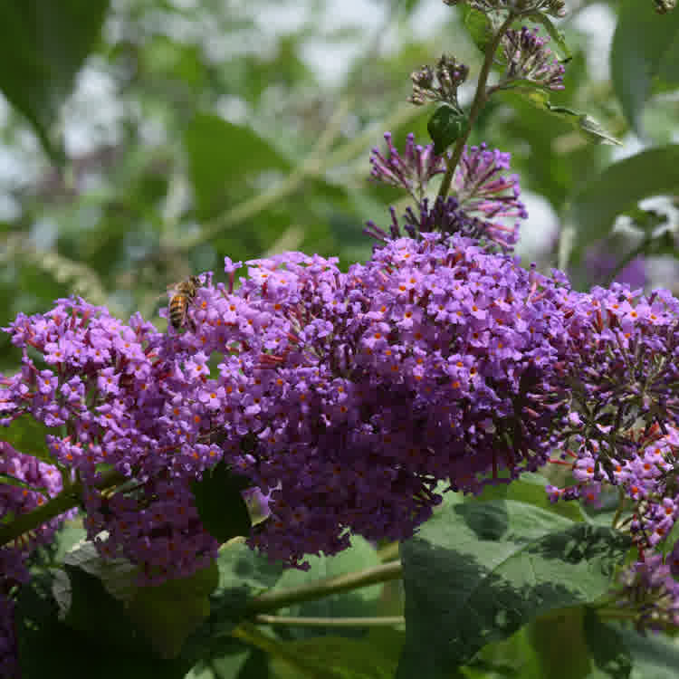 Honey bee on Lilac coloured buddleja