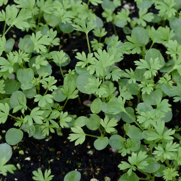 Multiple larkspur seedlings growing closely together after germination in a common container.