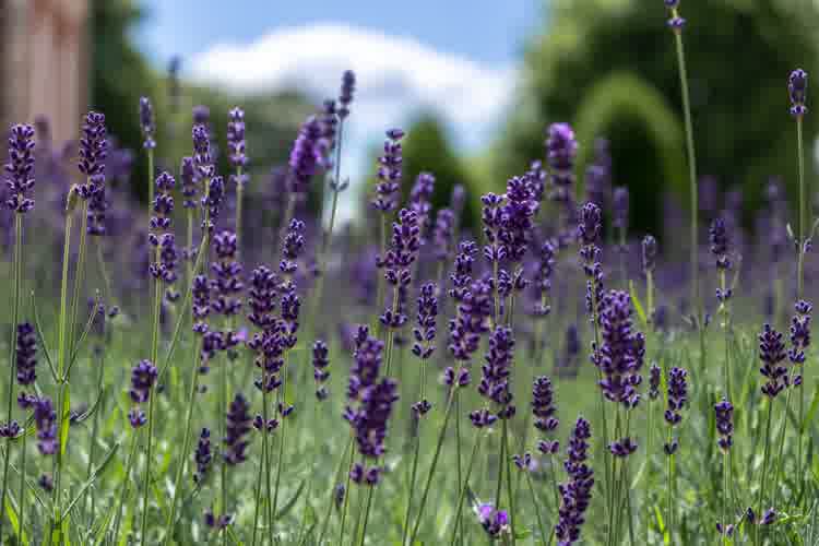 Close up of lavender growing