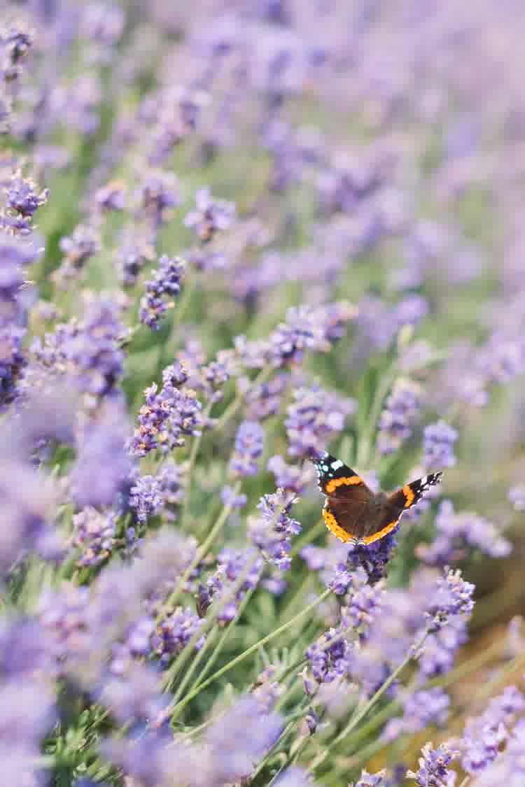 lavender growing along a path