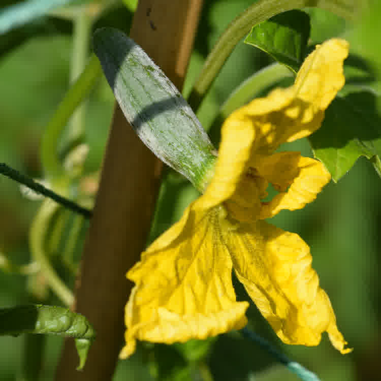 A female luffa flower in bloom. The immature fruit located behind the petals is visible.