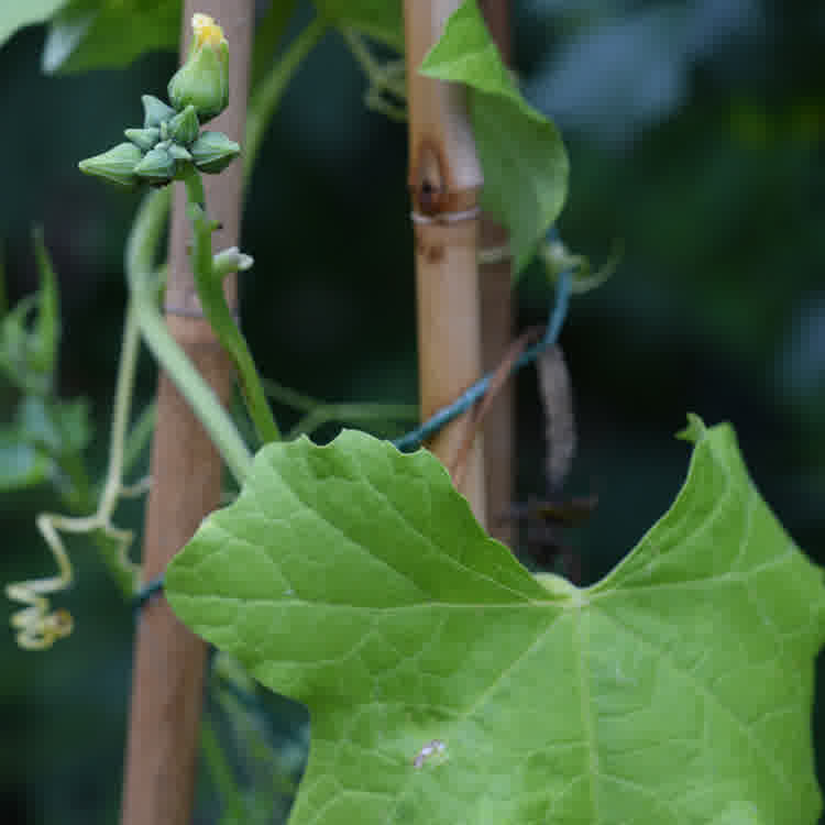 A luffa plant trained onto a bamboo support with a visible cluster of male flowers.