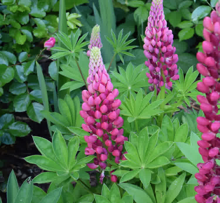 Multiple pink lupins