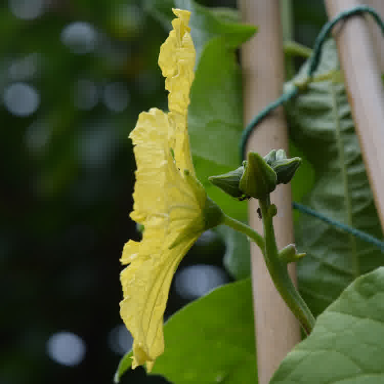 A male luffa flower in bloom. The stem behind the petals is noticeably thinner than that of the female.