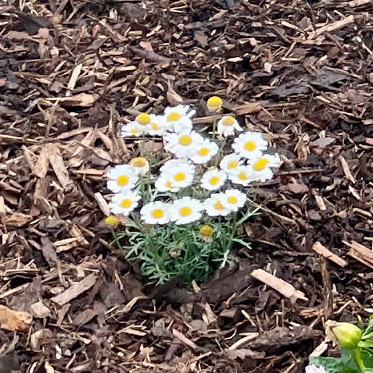 White Marguerite Daisies in flowerbed