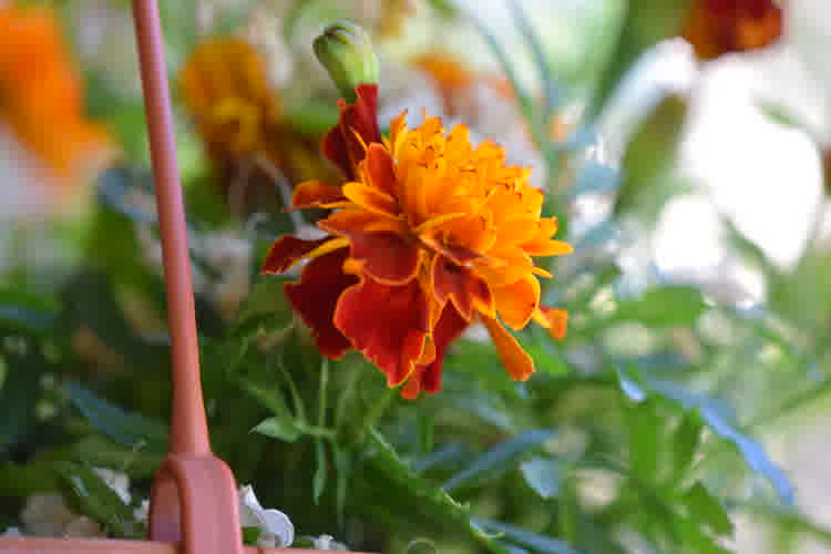 Marigold plants in a hanging basket.