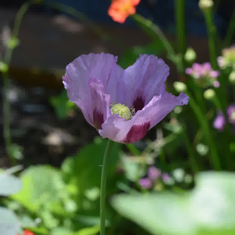 A single Hungarian blue opium poppy.