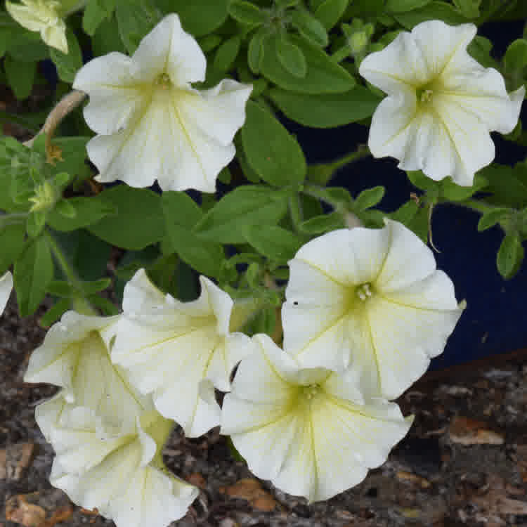 Pale yellow petunias in container.
