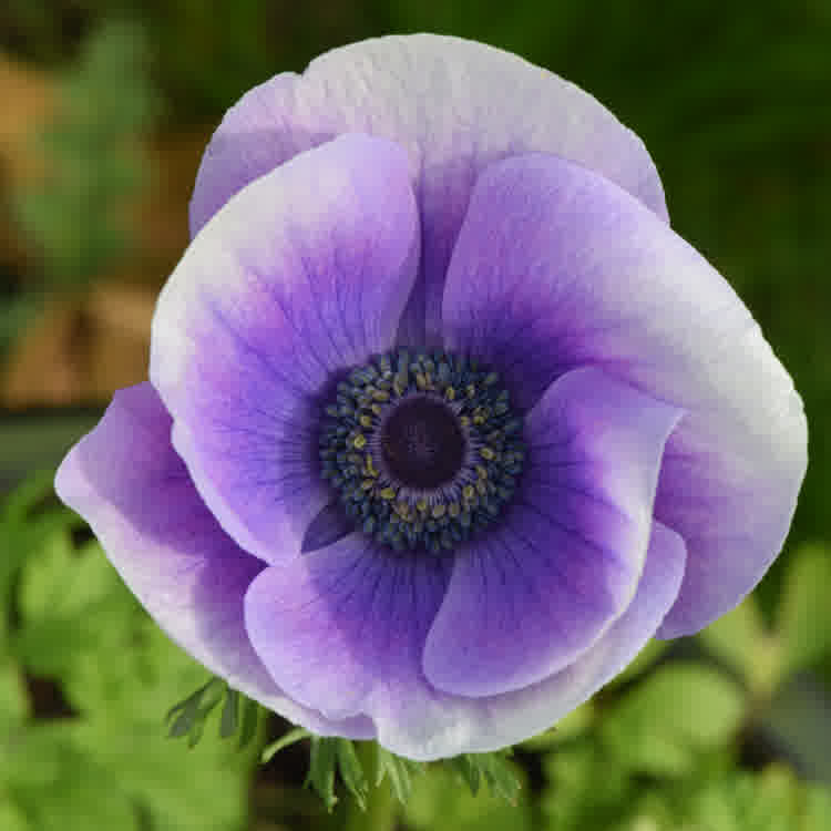 A detailed close-up of a purple Anemone coronaria in full bloom.