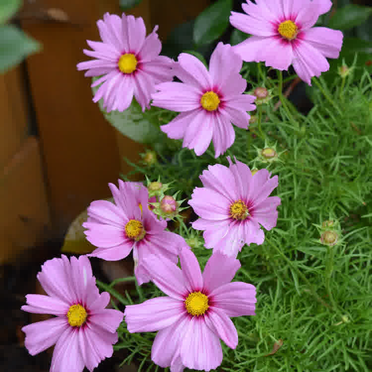 Cosmos plant in flower with pink blooms and green feathery foliage.