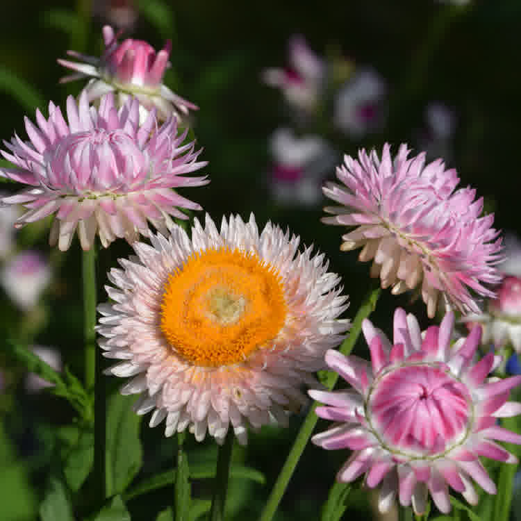 Pink strawflowers, some with open centres and others closed.