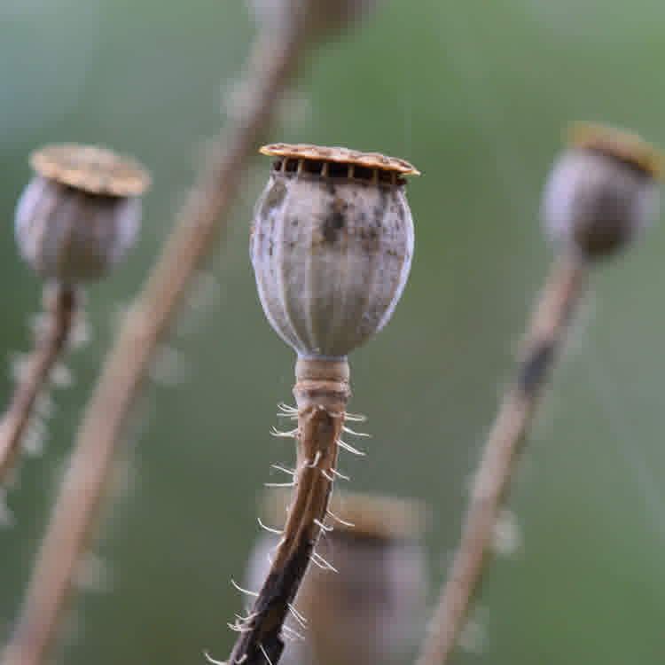 A close-up of a dry poppy seed pod with the now open slits visible.