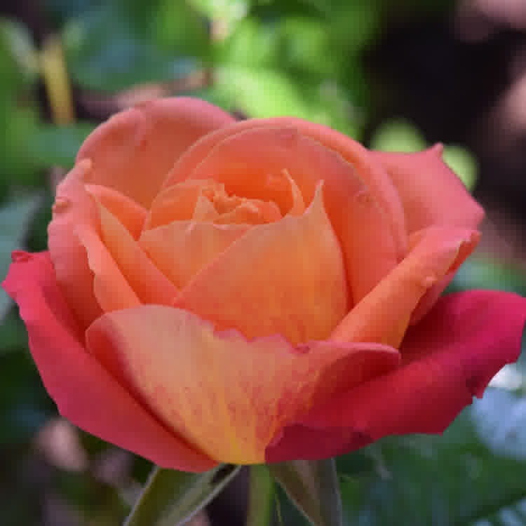 A peached coloured rose