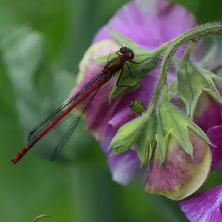 A large red damselfly sat on a pink sweet pea flower.