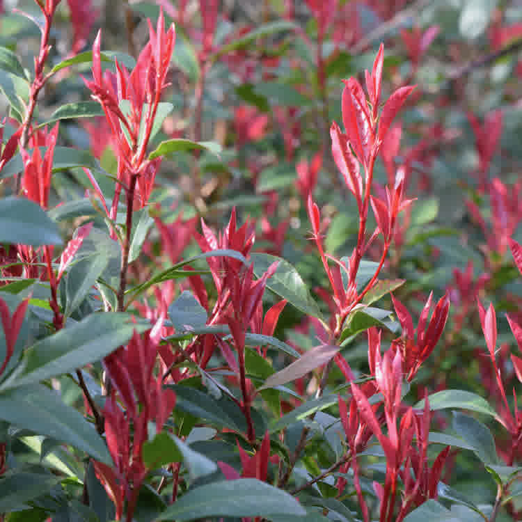 Reb Robin hedge with vibrant red foliage.