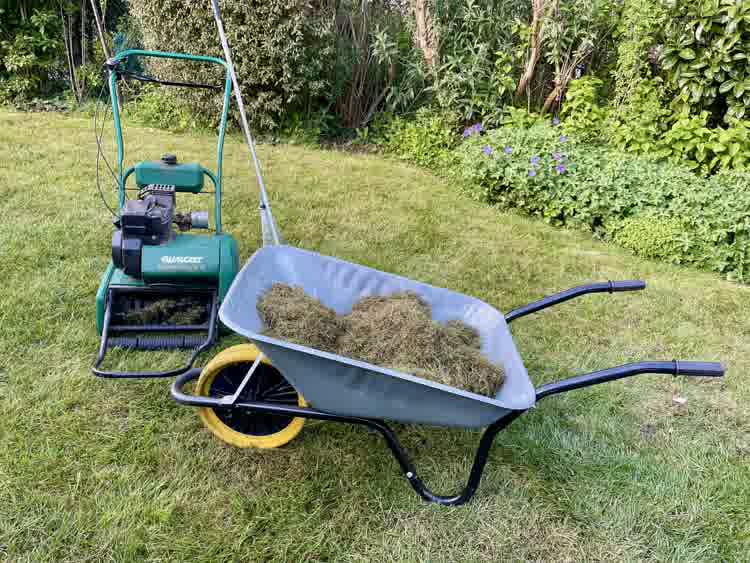 Lawn scarifier and wheelbarrow full of thatch.