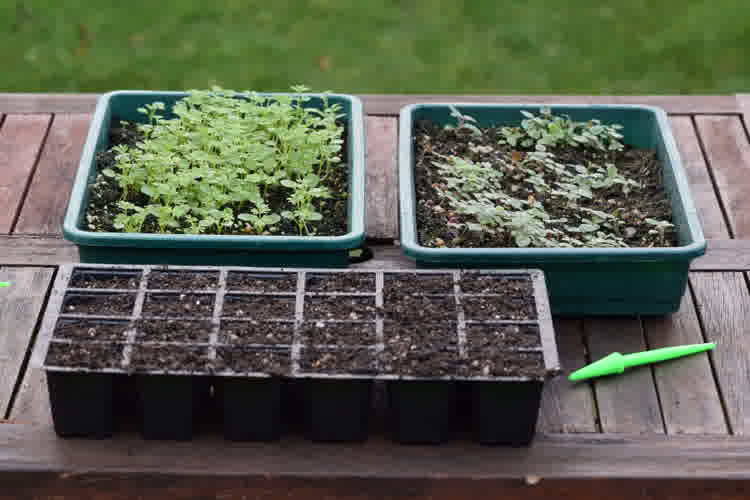 Larkspur and Snapdragon seedlings ready to prick out.
