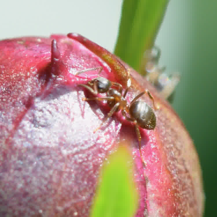 Close-up of a single ant on a peony bud.