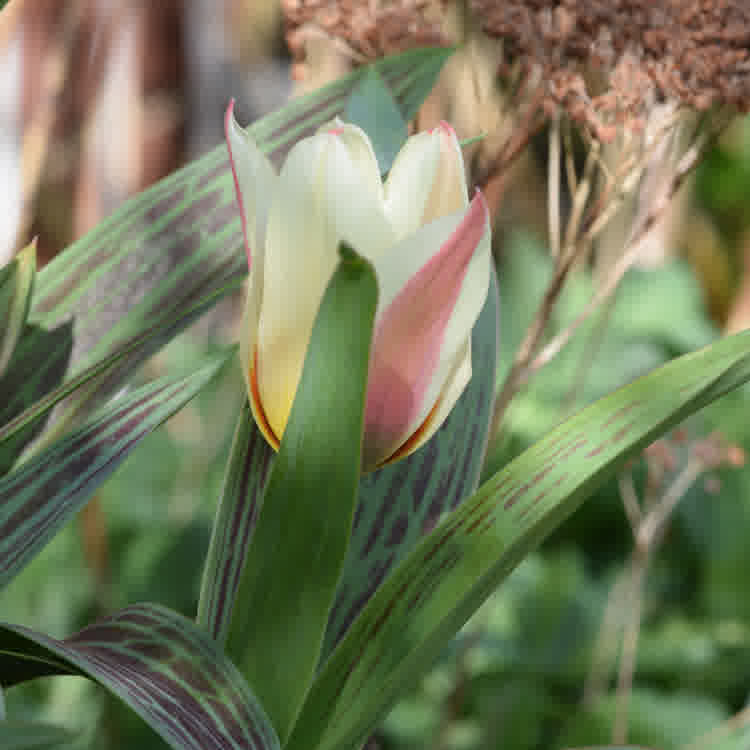 Cream-coloured tulip with red stripes.