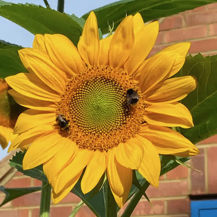 Sunflower with two bumble bees.