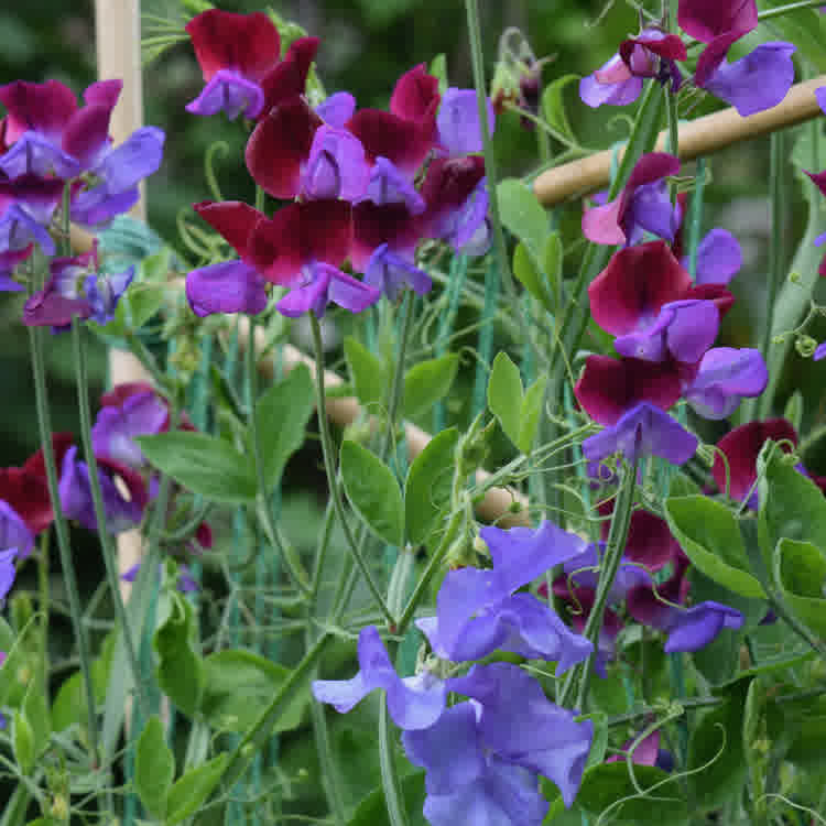 Multiple sweet pea flowers in bloom.