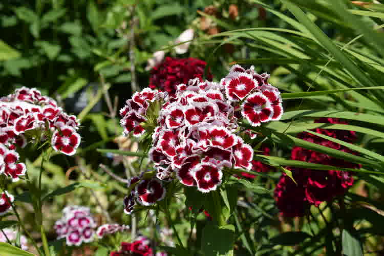 Red and white sweet william flowers.
