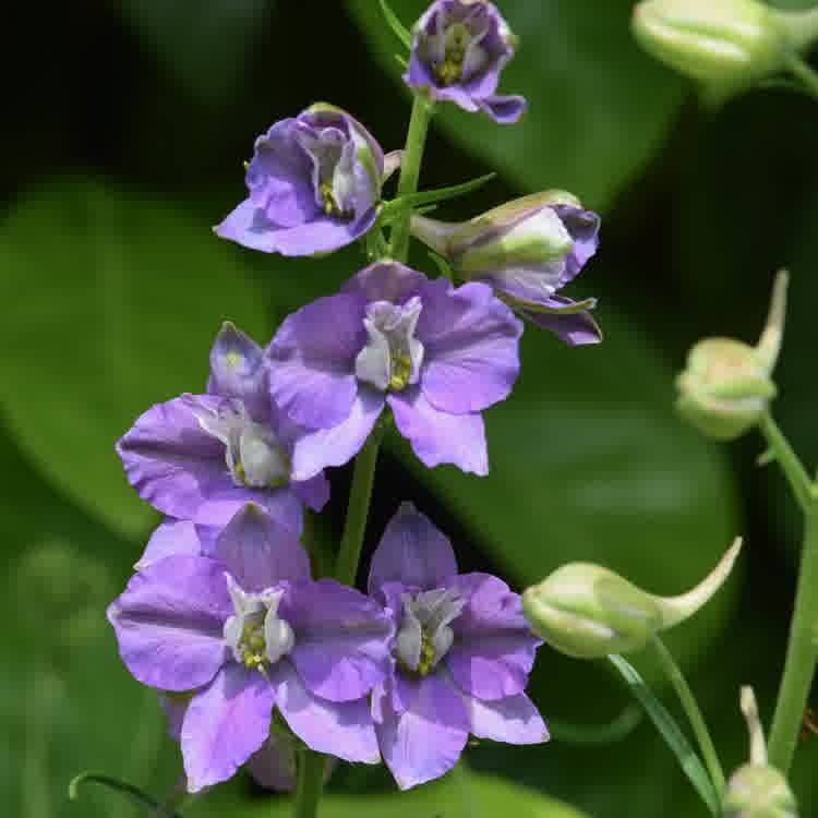 Purple larkspur plant in bloom