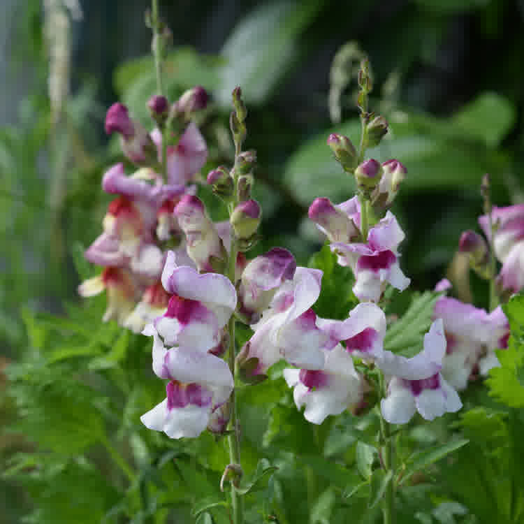 White and purple Antirrhinum majus (snapdragon).