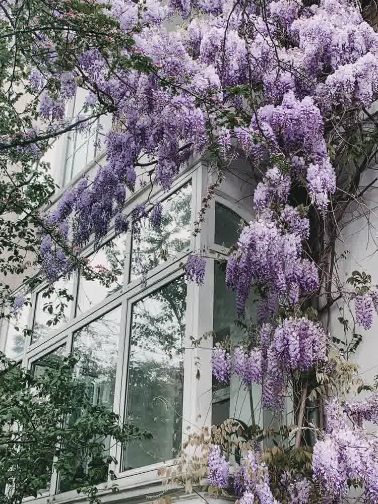 Mature wisteria growing up house