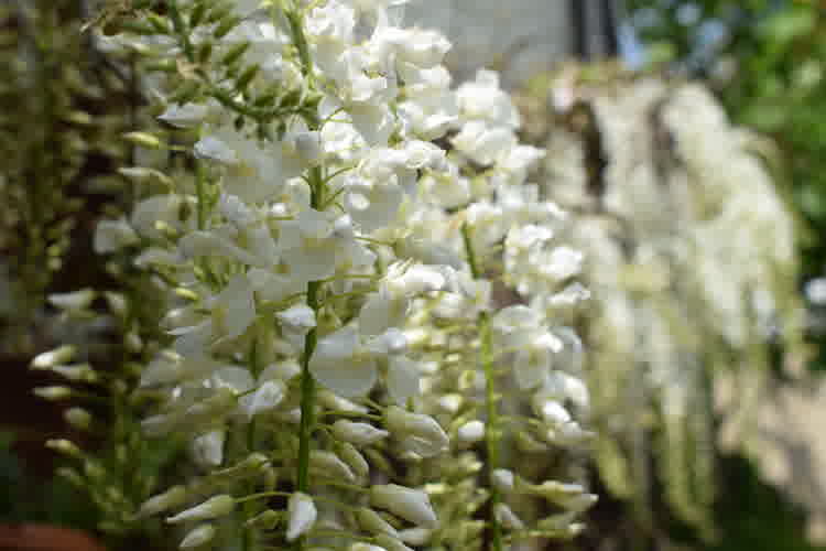 Close up of white wisteria on house