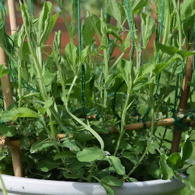 Young sweet pea plants growing in a large pot.